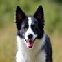 Photo of Emily R. with her energetic Border Collie, Max